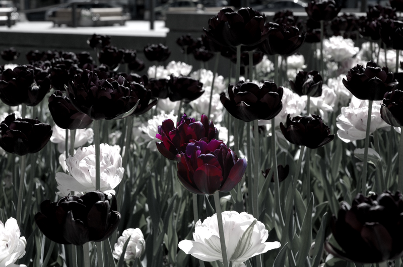 Illustration for article titled Weekly Photo Mission: Selective Colour